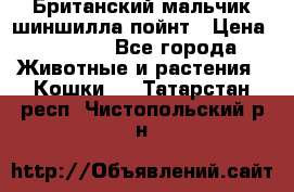 Британский мальчик шиншилла-пойнт › Цена ­ 5 000 - Все города Животные и растения » Кошки   . Татарстан респ.,Чистопольский р-н